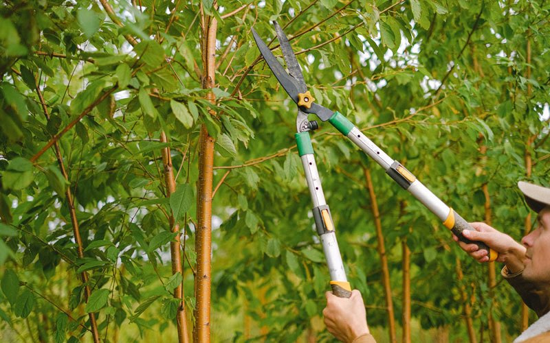 Tree trimming in Milroy, IN